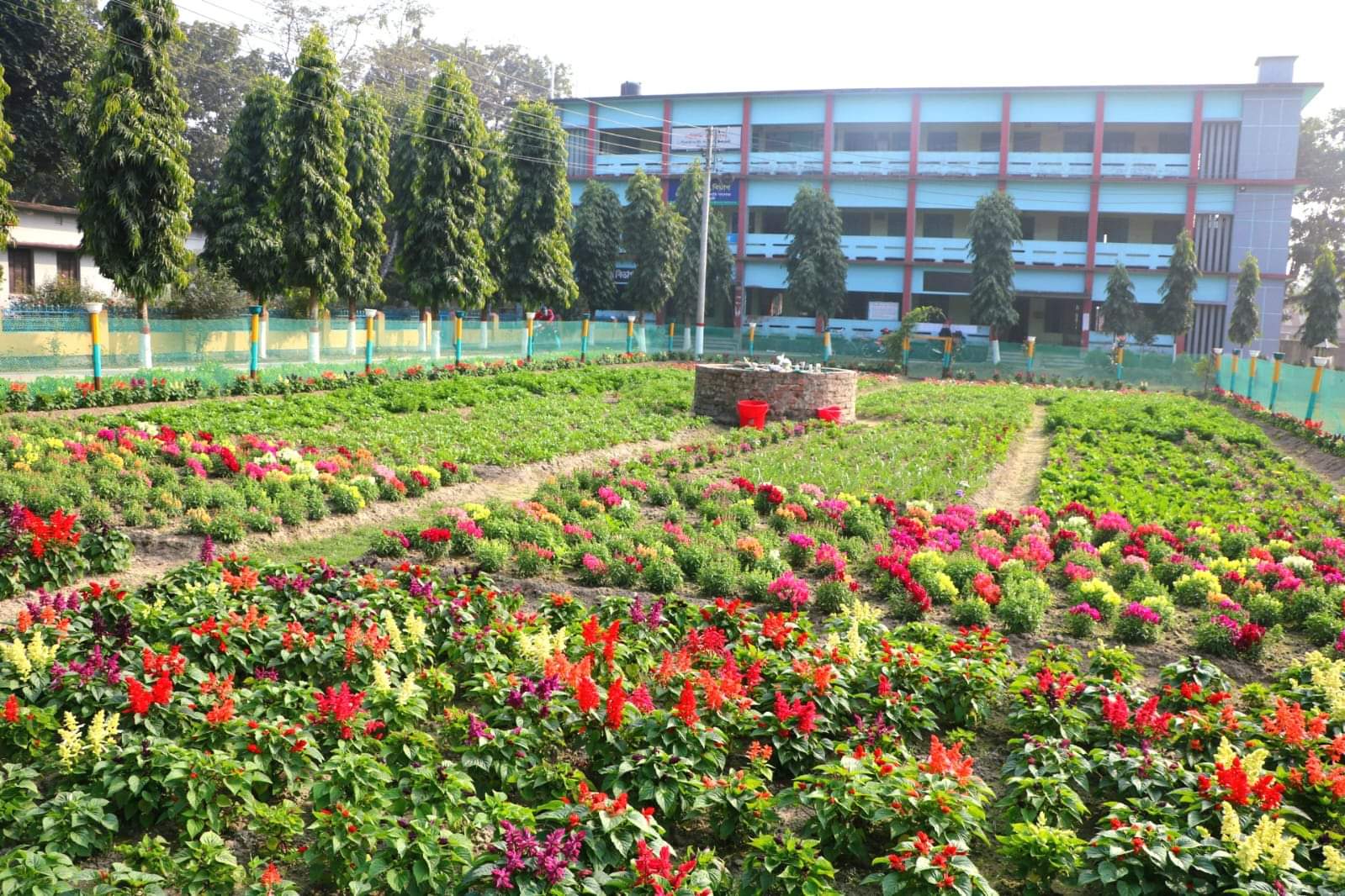 ফুলে ফুলে রঙিন নীলফামারী সরকারি কলেজ  ক্যাম্পাস