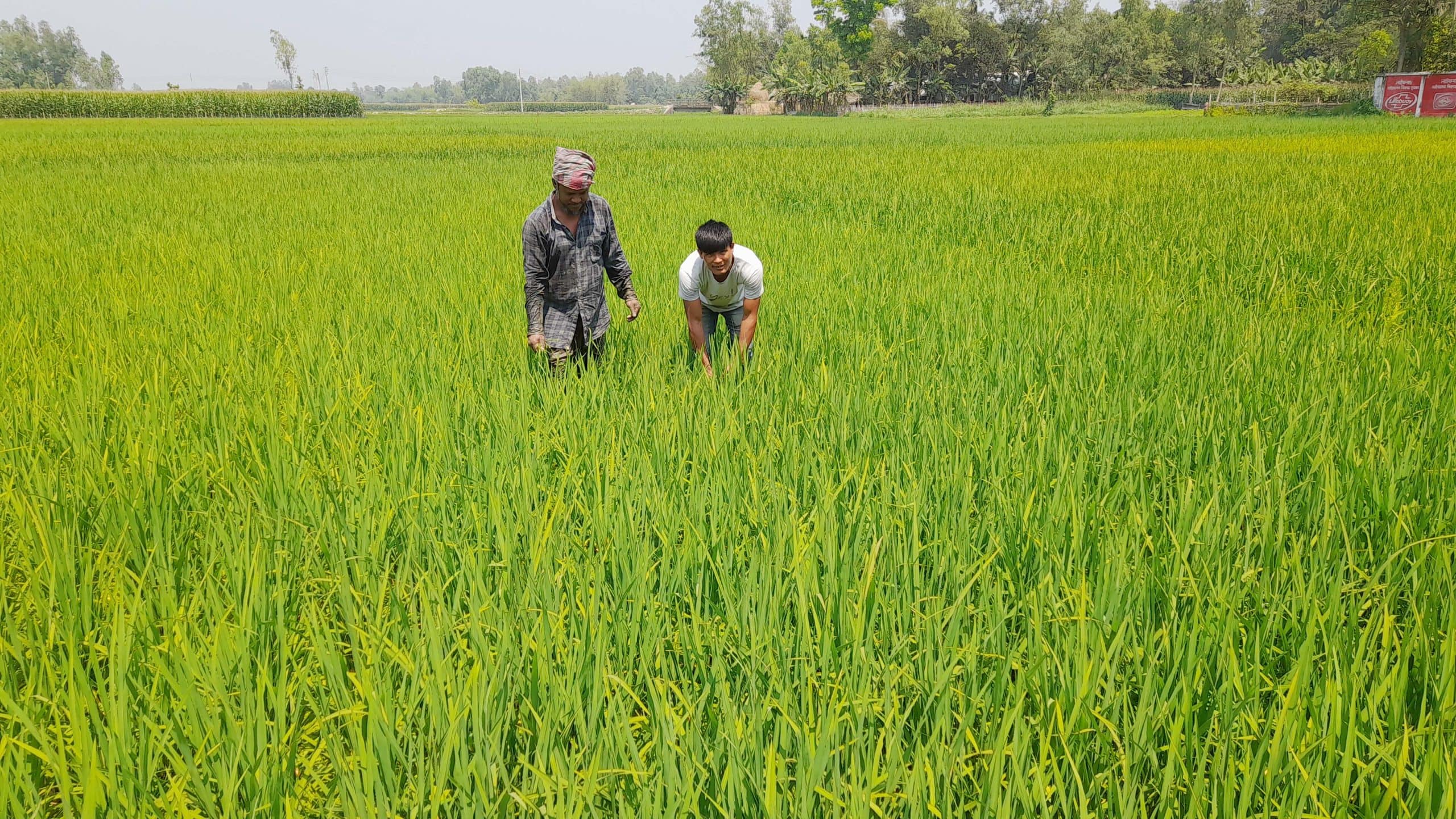 ধানের সবুজ পাতায় কৃষকের সোনালী স্বপ্ন