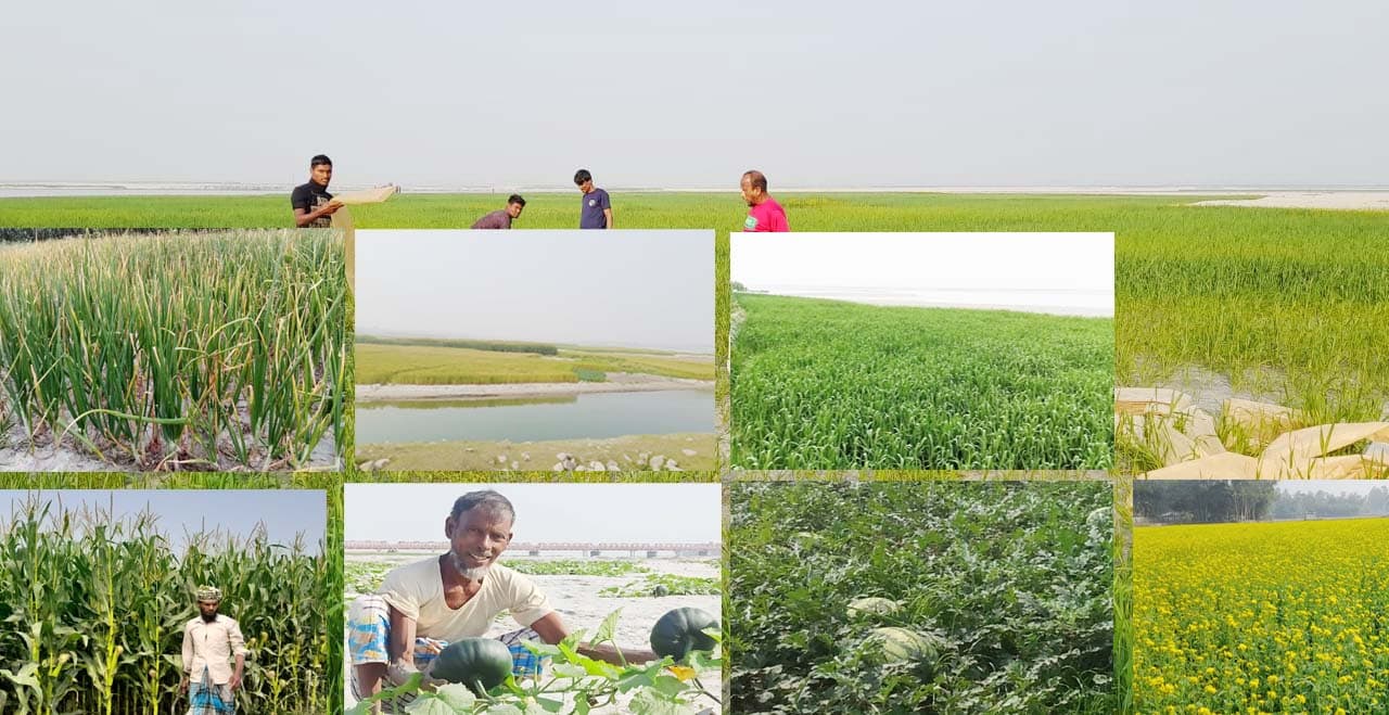 তিস্তার ধু-ধু বালুচর এখন সবুজের বিপ্লব