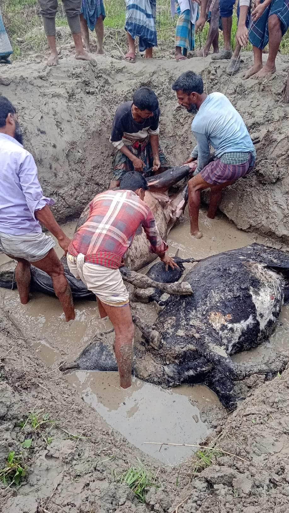কুমারখালীতে গোয়াল ঘরসহ ২টি গরু আগুনে ভস্মীভূত