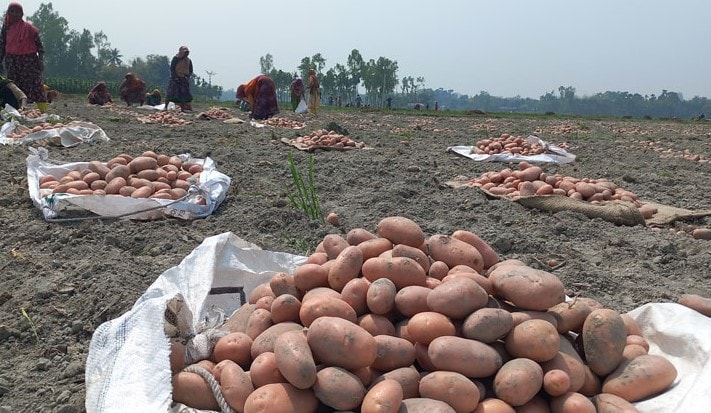 ন্যায্য মূল্য না পাওয়ায় আলু নিয়ে বিপাকে পড়েছে কৃষক