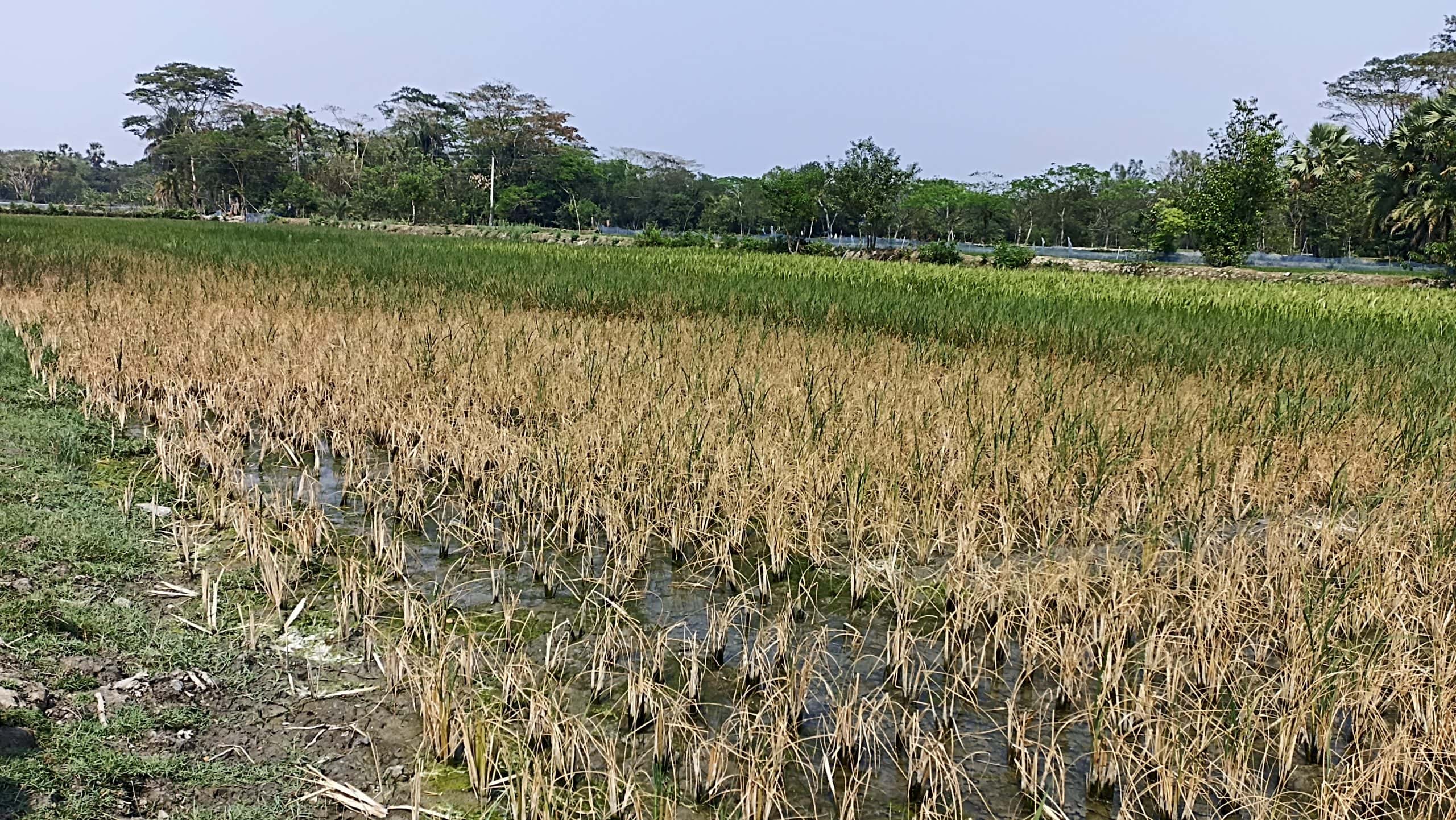 একশ’ বিঘা বোরো ধান ক্ষেত পুড়ে যাওয়ায় হতাশায় কৃষক