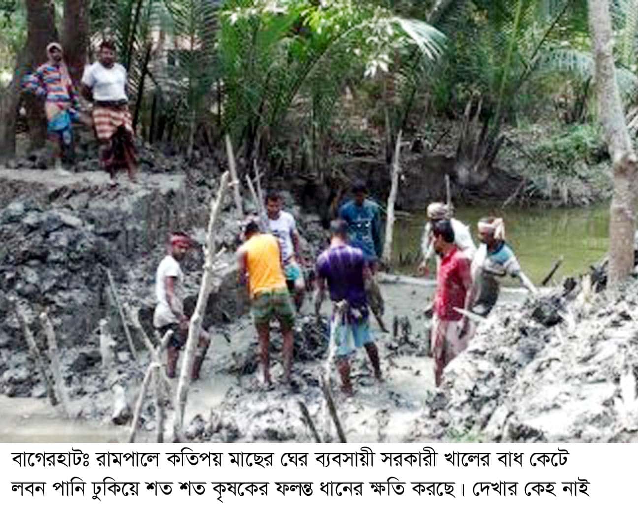 বাগেরহাটের রামপালে ব্যাক্তি স্বার্থে মাছের ঘেরে লবন পানি প্রবেশ করায় ফলন্ত ধানের ব্যপক ক্ষতি