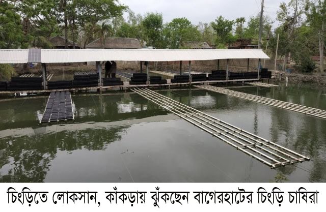 চিংড়িতে লোকসান, কাঁকড়ায় ঝুঁকছেন বাগেরহাটের চিংড়িচাষিরা