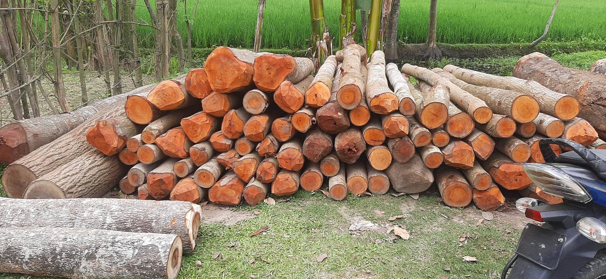 নকলায় সরকারি  রাস্তার গাছ কাটার অভিযোগ!