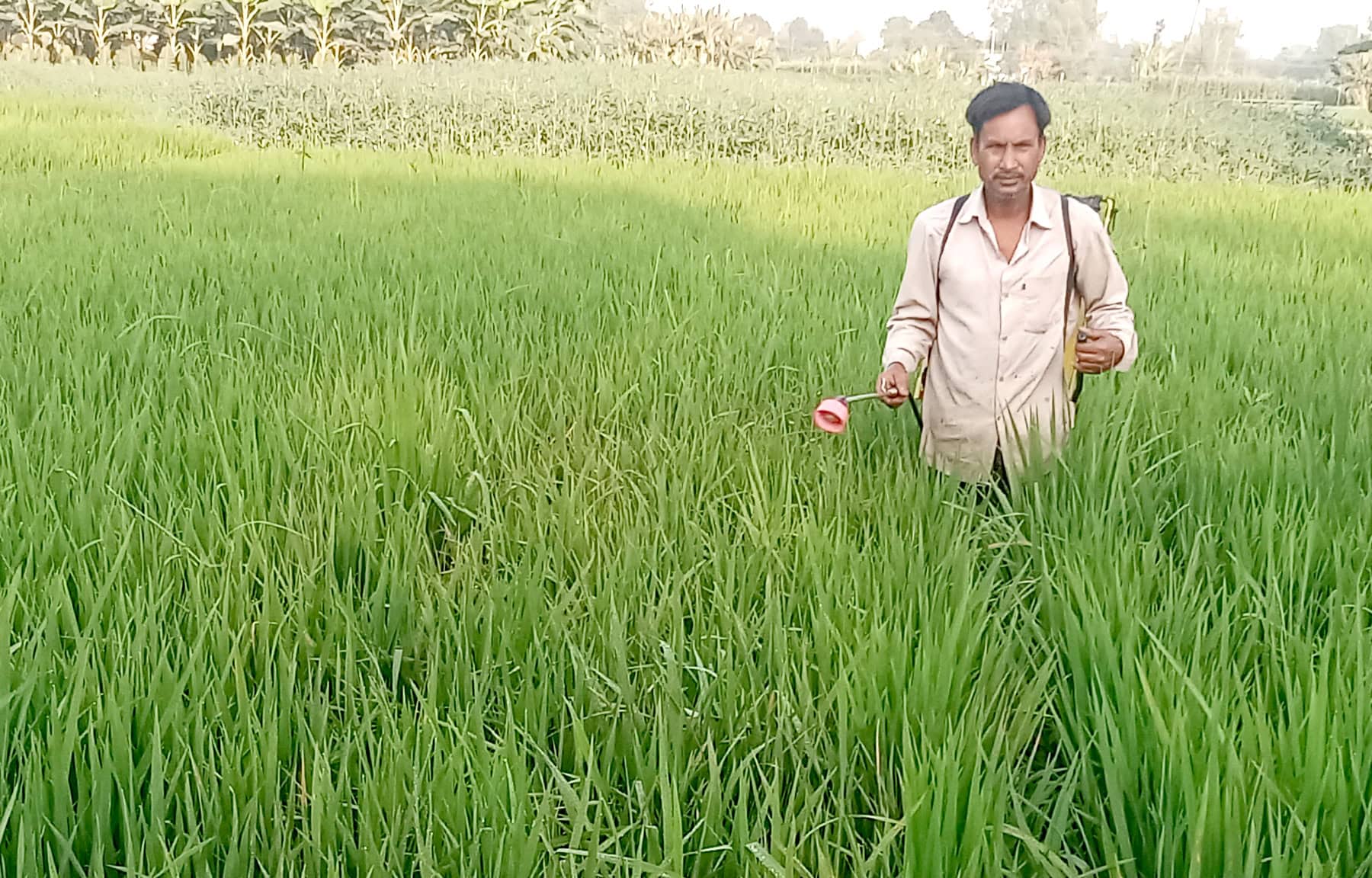 মহাদেবপুরে বোরো ক্ষেতে নেক ব্লাস্টের হানায় চাষিদের স্বপ্নভঙ্গ