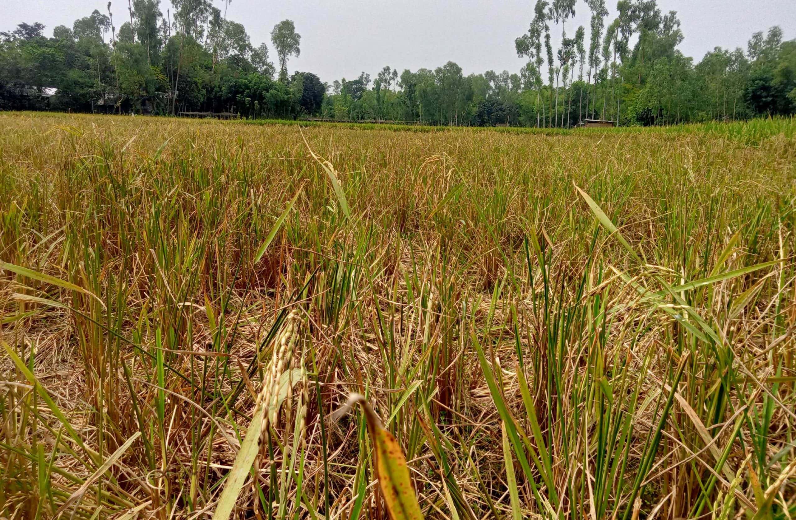 সুন্দরগঞ্জে রাতের আধারে ধান কাটার অভিযোগ