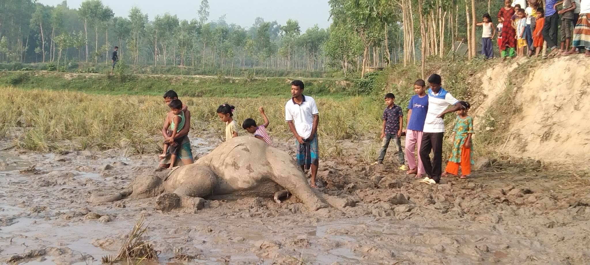 শেরপুরের ঝিনাইগাতীতে বিদ্যুতিক শর্টসার্কিটে বন‍্যহাতির মৃত্যু