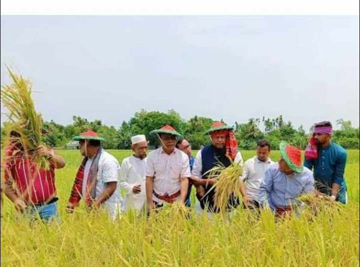 জামালপুরে দরিদ্র  কৃষকের ধান কেটে দিলেন —–এমপি মোজাফফর হোসেন