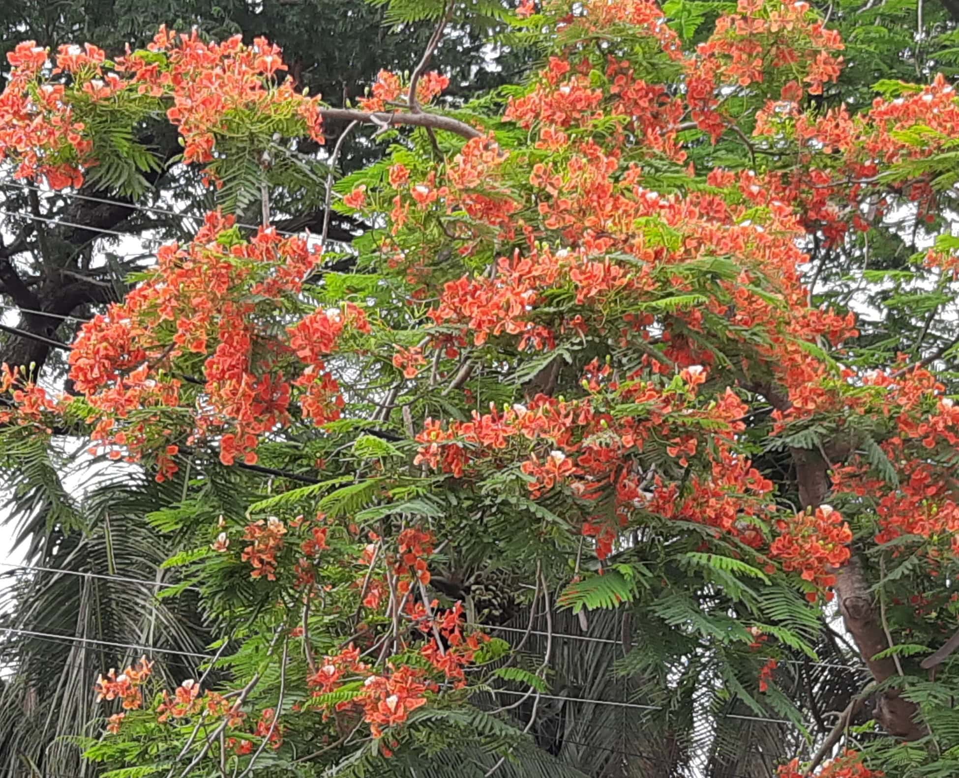 নড়াইলে গাছে গাছে কৃষ্ণচূড়া ফুলের মেলা