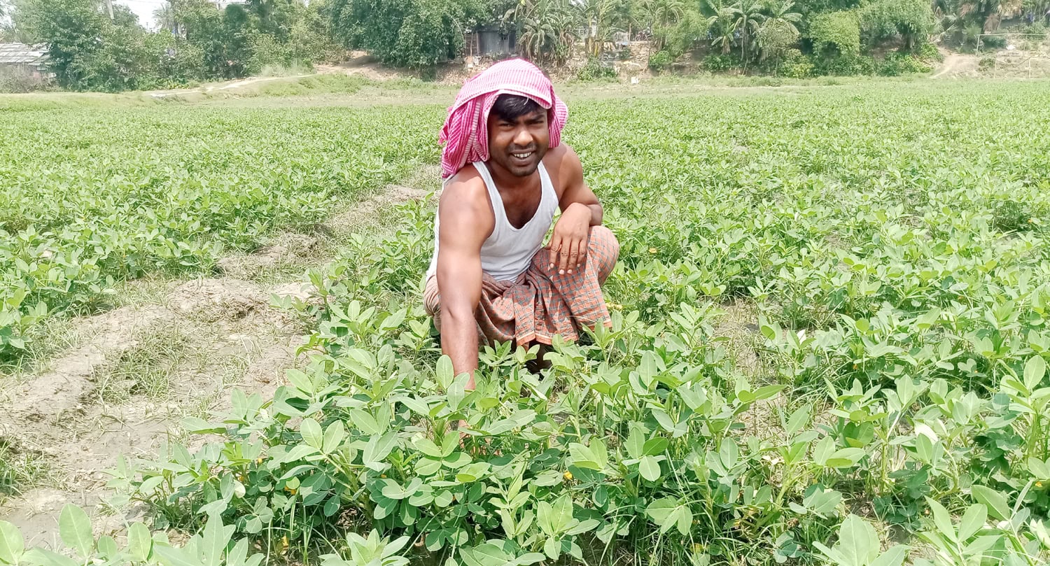 নওগাঁর মহাদেবপুরে পরীক্ষামূলক চিনা বাদাম চাষ