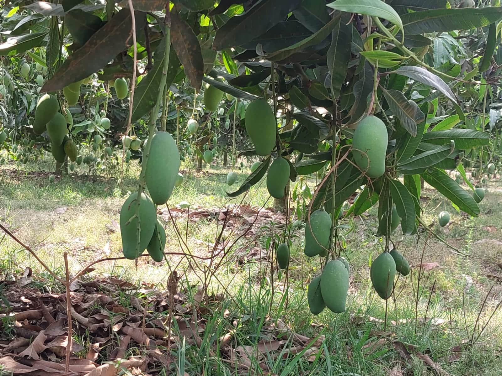 নওগাঁয় আড়াই হাজার কোটি টাকার আম বাণিজ্যের সম্ভাবনা