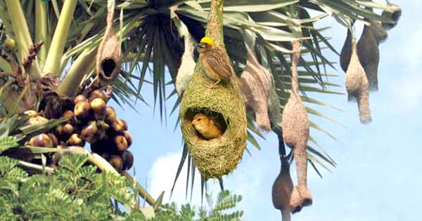 তালগাছে নিপুণ কারিগর বাবুই পাখির বাসা এখন অস্তিত্ব সংকটে