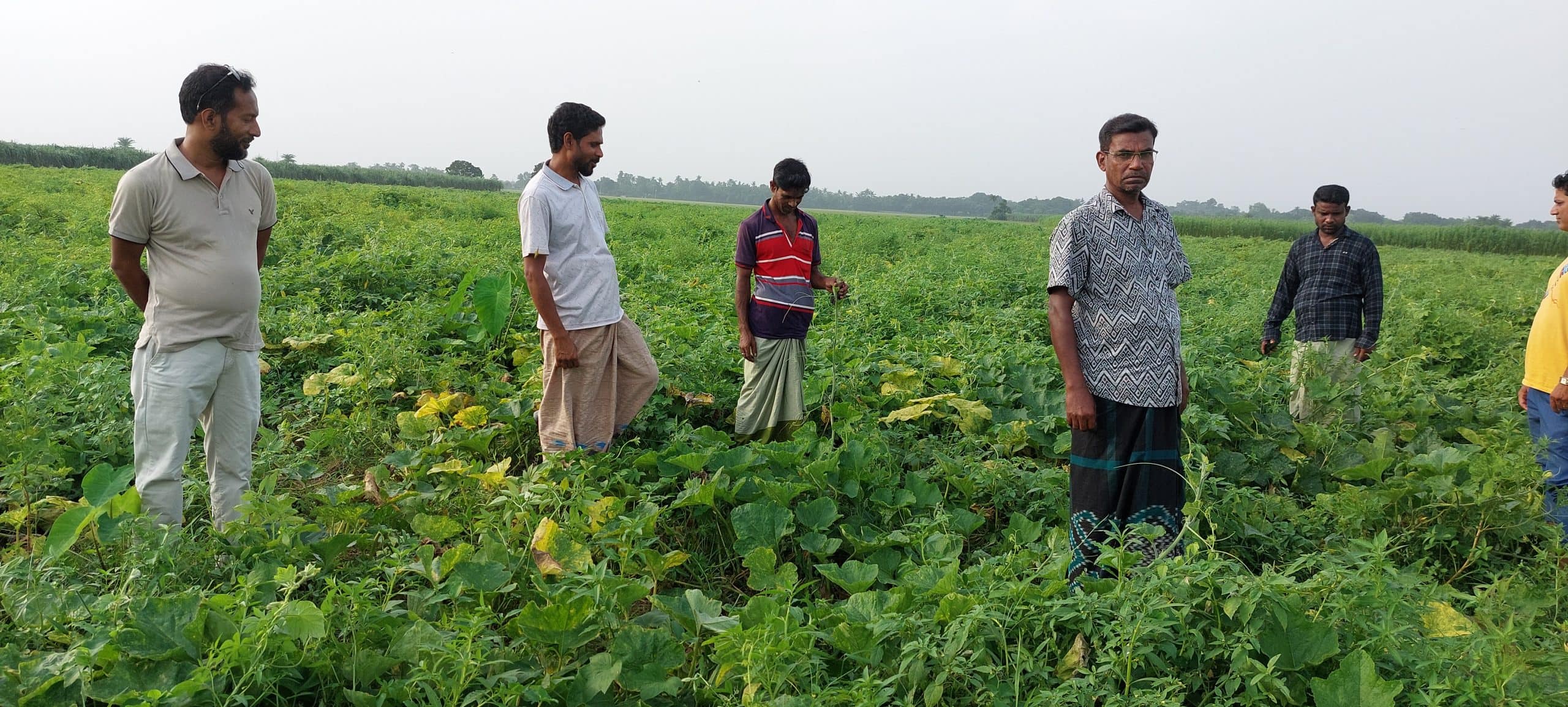 চুয়াডাঙ্গায় চাষীরা এসিআই ও লালতীর কোম্পানীর কুমড়ার বীজ কিনে প্রায় ৫১ লাখ টাকার আর্থিকভাবে ক্ষতিগ্রস্থ