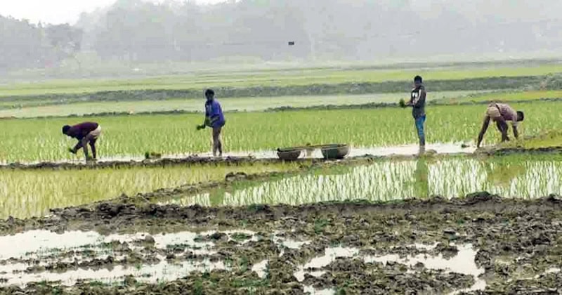 স্বস্তির বৃষ্টিতে আমন চারা রোপনে ব্যস্ত সময় পার করছেন কৃষক