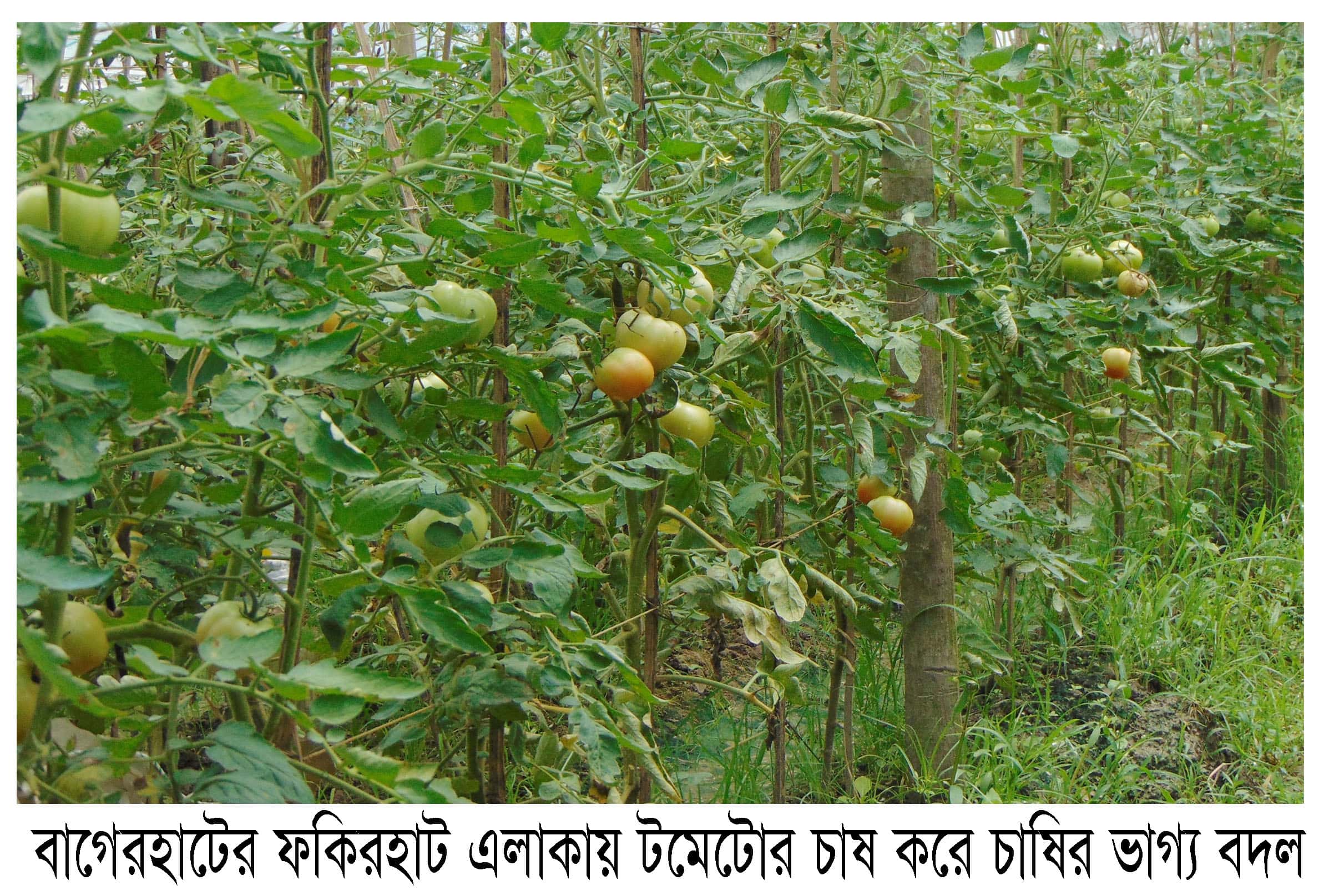 টমেটোর চাষ করে চাষির ভাগ্য বদল