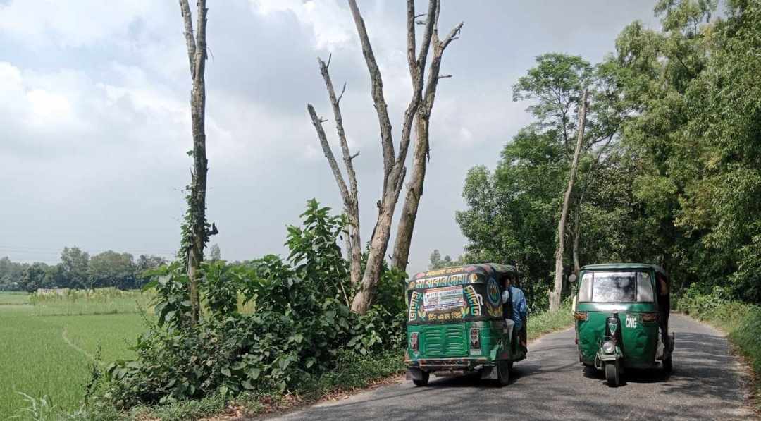 সড়কের পাশে মরা গাছ, দুর্ঘটনার ঝুঁকি