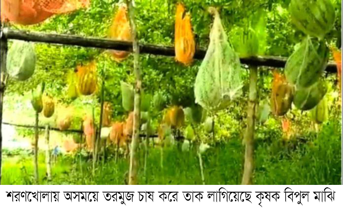শরণখোলায় অসময়ে তরমুজ চাষ করে তাক লাগিয়েছে কৃষক বিপুল মাঝি