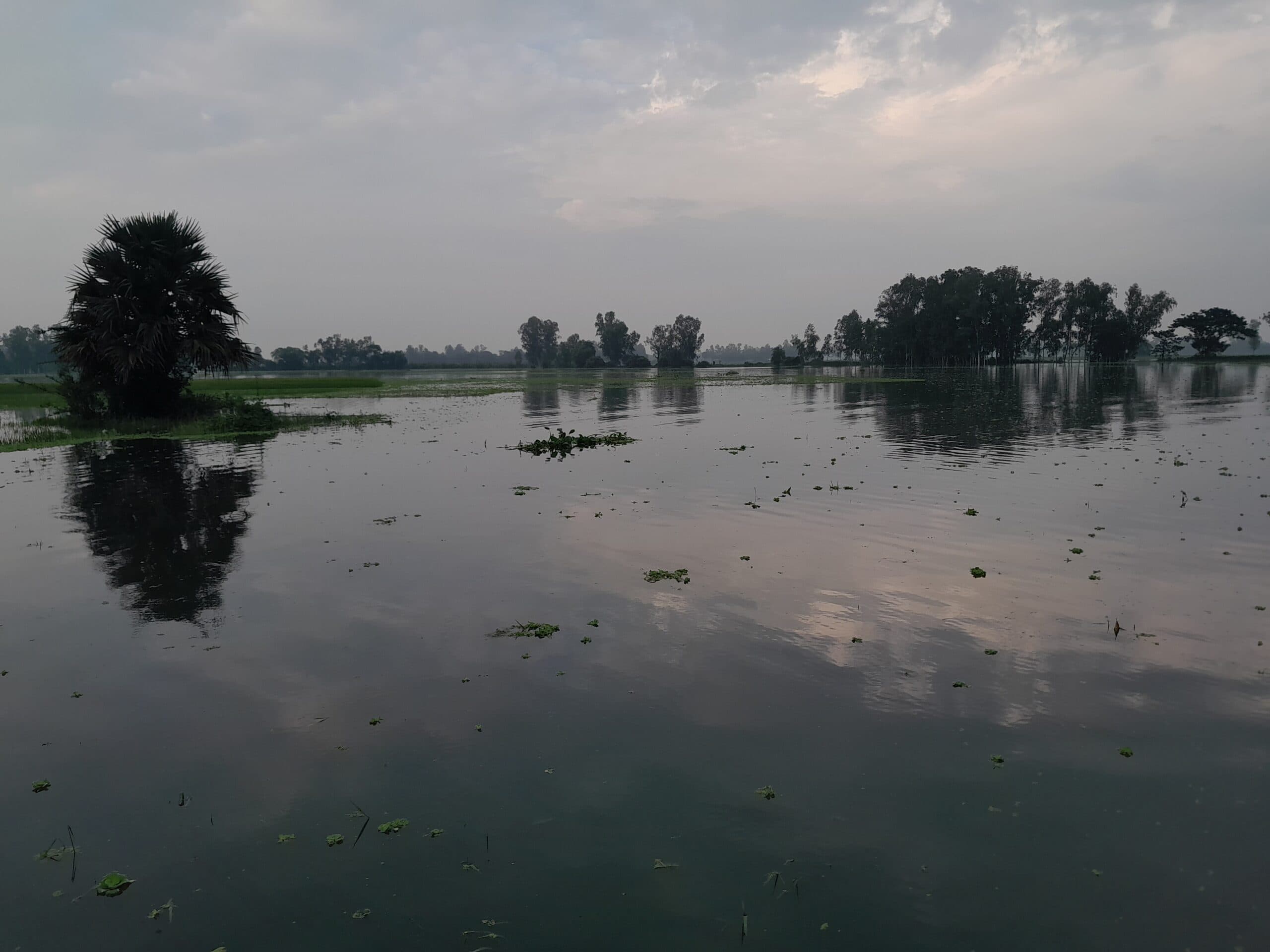 নন্দীগ্রামে ভারী বর্ষণে পানিতে ডুবছে কৃষকের স্বপ্ন