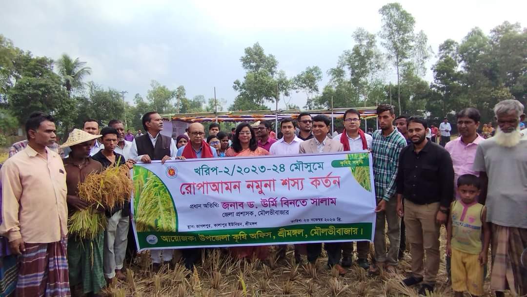 শ্রীমঙ্গলে খরিপ-২/২০২৩-২৪ মৌসুমে রোপা আমন নমুনা শস্য কর্তন কার্যক্রম আনুষ্ঠানিক উদ্বোধন করা হয়