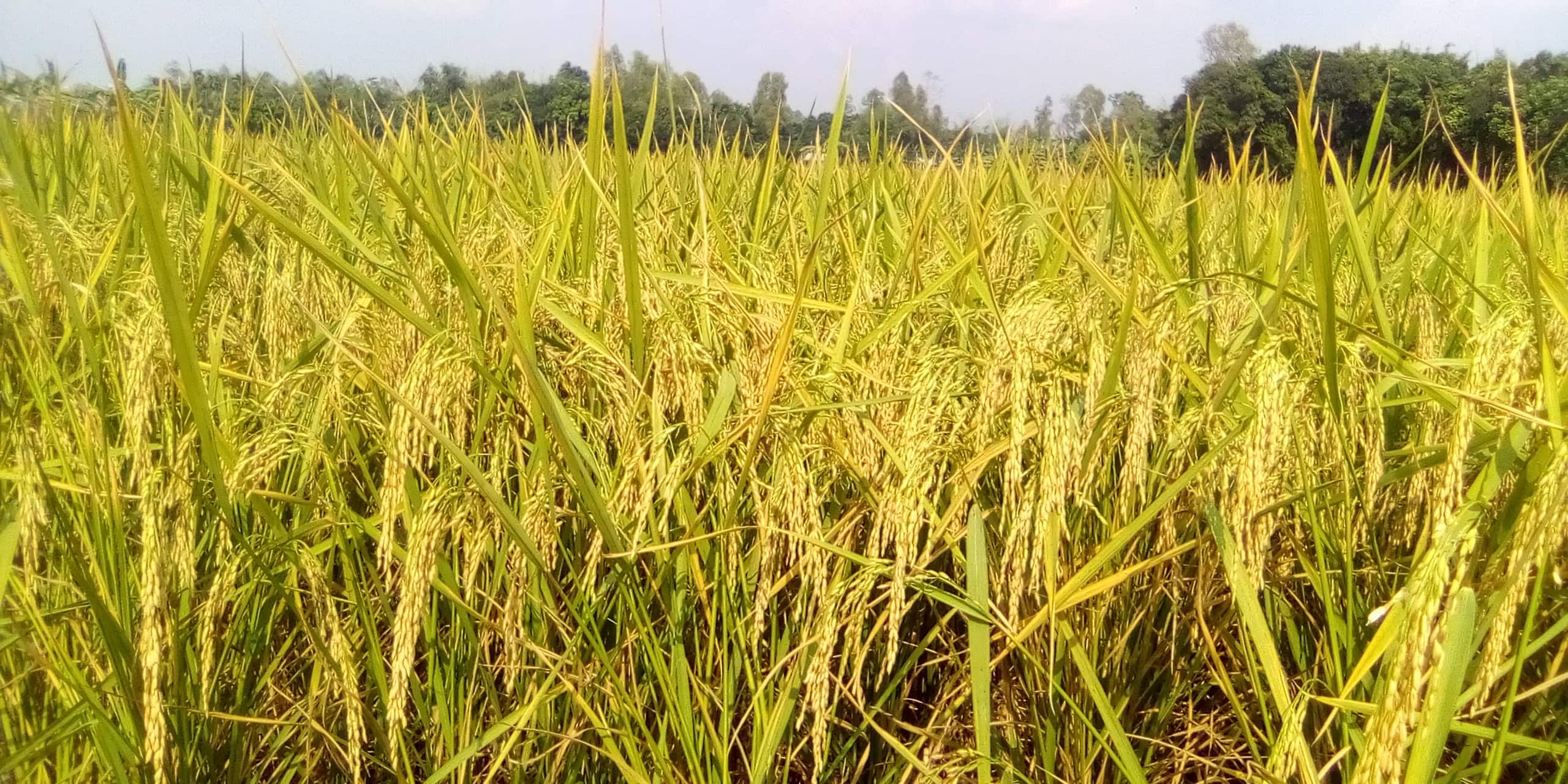 শ্রীবরদীতে রোপা আমনের জমিতে সোনালী ঝিলিক, কাটার প্রস্তুতি নিচ্ছেন কৃষকরা