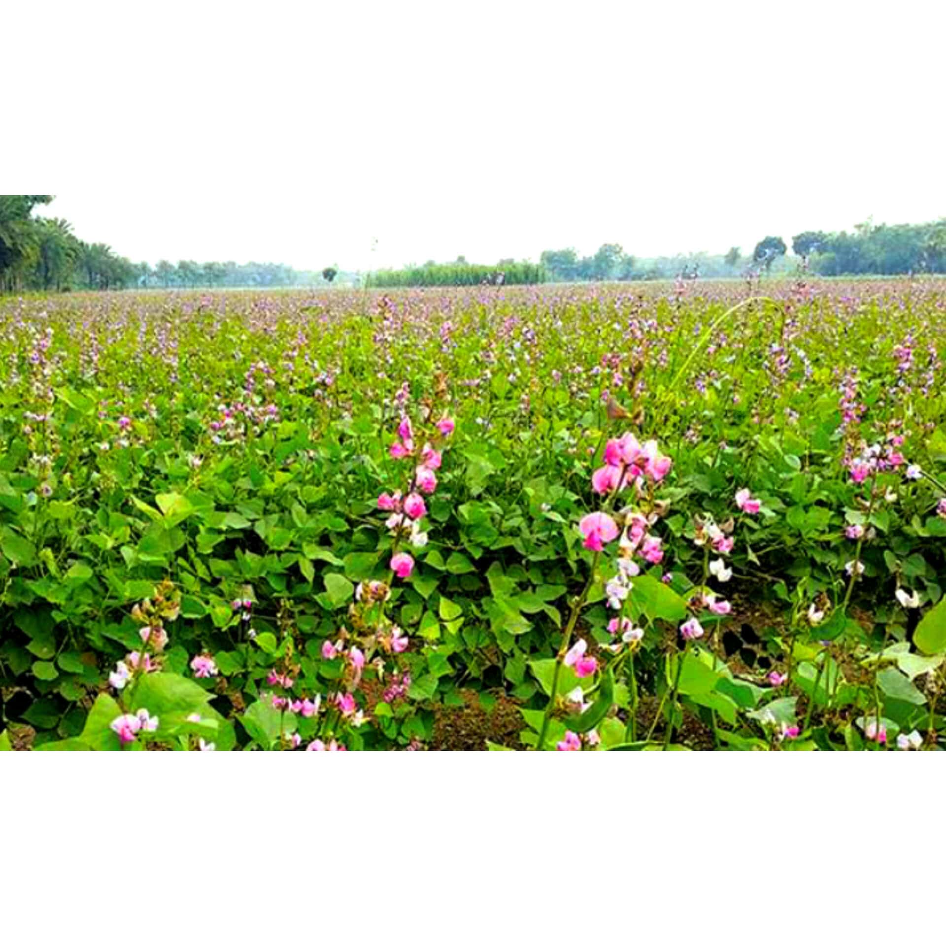 বেলাবতে আগাম জাতের শিম চাষে কৃষকের মুখে হাসি