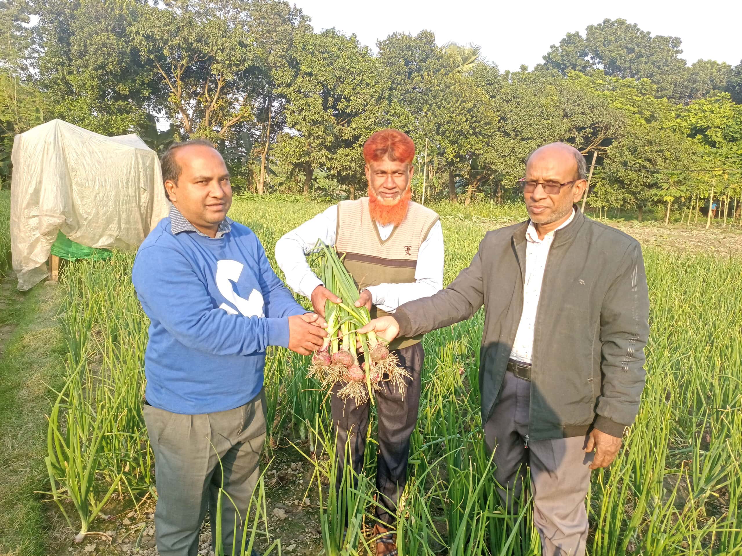 দেশে পেঁয়াজের চাহিদা পূরণ করতে ভূমিকা রাখবে ‘এন-৫৩’ জাতের পেঁয়াজ – কৃষি কর্মকর্তা ফারজানা