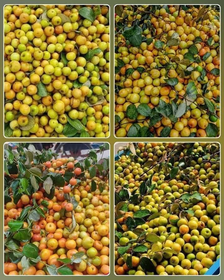 দেশীয় টক বড়ই প্রায় বিলুপ্তির পথে কি
