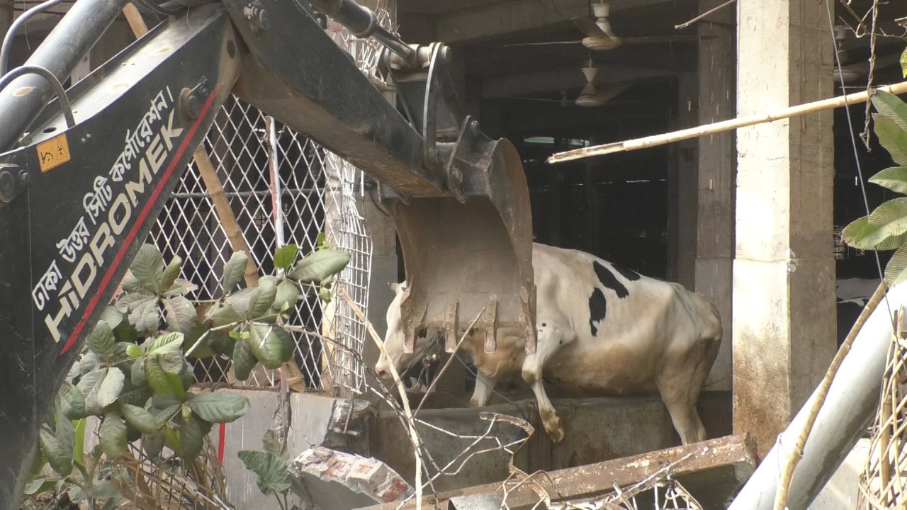 জাকের ডেইরী ৫ শত গরুর সাথে এ কেমন শত্রুতা