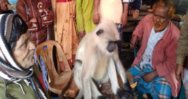 সিরাজগঞ্জ তারাশে লোকালয়ে ঘুরে বেড়াচ্ছে সাদা হনুমান।