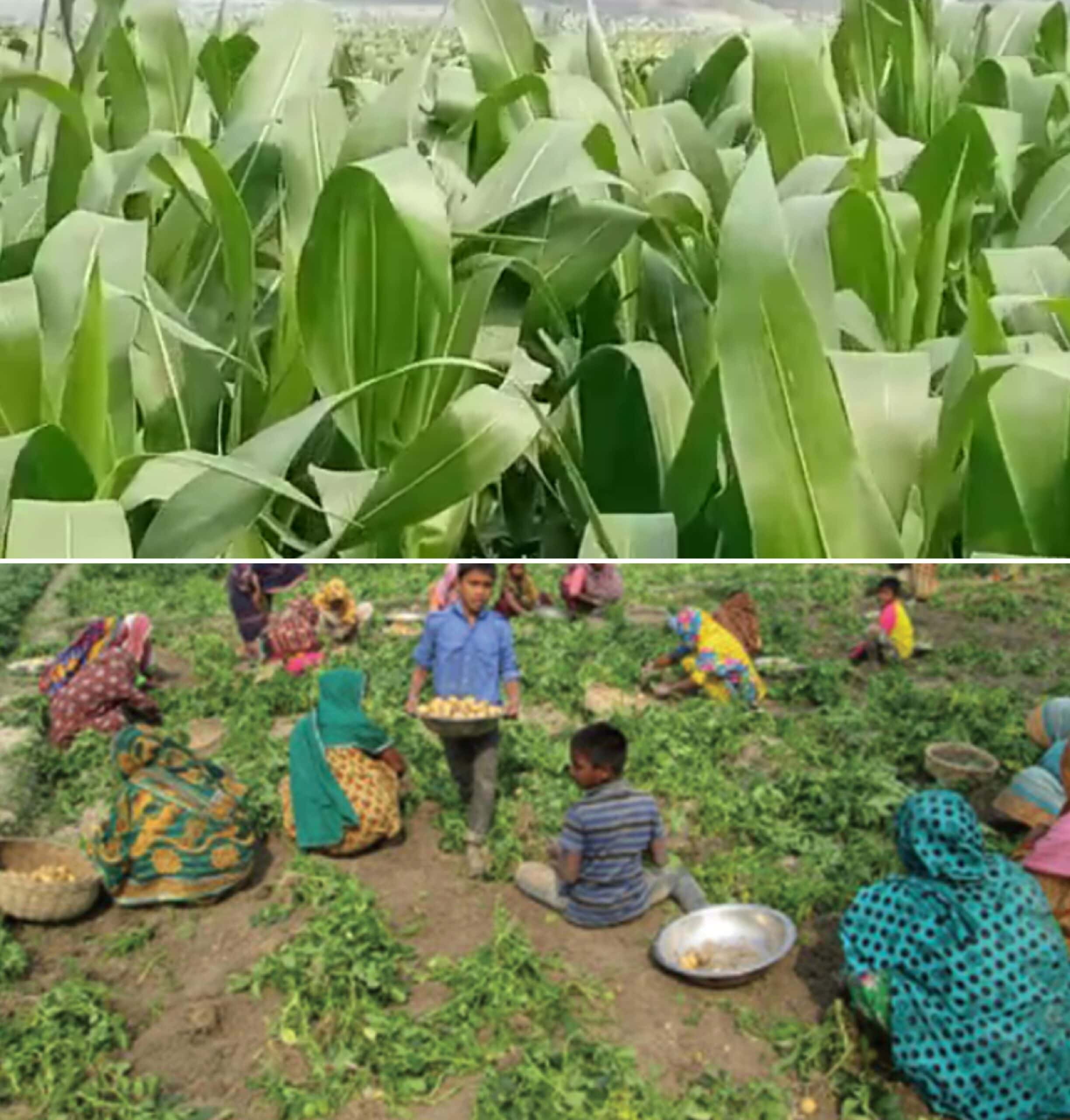 তিস্তার চরে আলু, ভুট্টার বাম্পার ফলন,কৃষকের মূখে হাসি