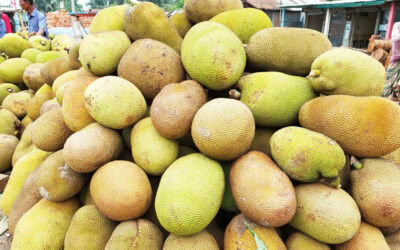 বেলাবোতে কদর নেই কাঁঠালের, হাহাকার কৃষকদের
