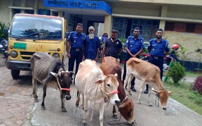 নন্দীগ্রামে পিকআপ ভ্যানসহ দুই গরু চোর গ্রেপ্তার