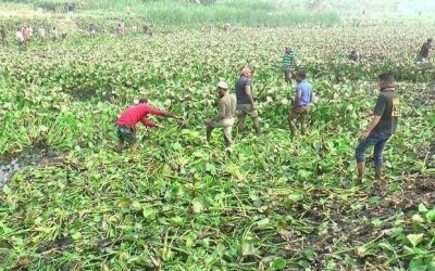 নরসিংদীর হাড়িধোয়া নদী থেকে কচুরিপানা অপসারণ শুরু