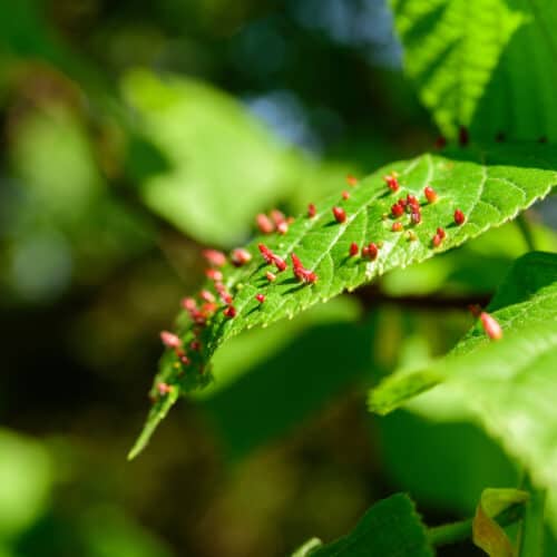 Red galls on tree leaf Red galls on tree leaf