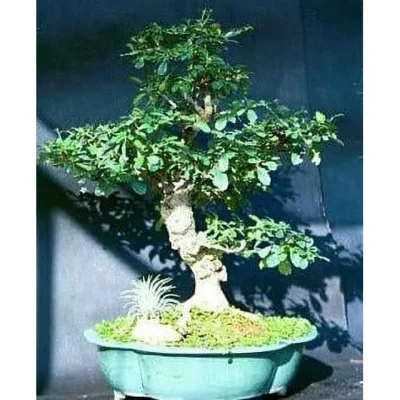 Fukien Tea Bonsai Tree – Carmona – 4″ Pot – Indoor Houseplant Fukien Tea Bonsai Tree - Carmona - 4" Pot - Indoor Houseplant