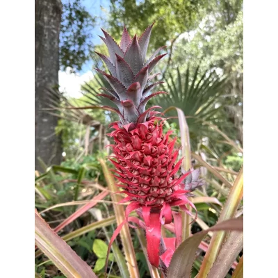 Boca Hydro Organic Florida Special Red Pineapple Plant Boca Hydro Organic Florida Special Red Pineapple Plant