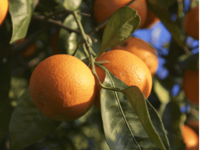 Dwarf Blood Orange Tree _ Small Orange Tree _ Best