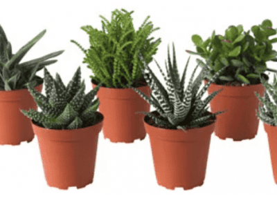 Element 4IN Succulent Live Plant Assorted Varietie