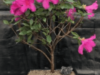 Flowering Tropical Pink Azalea Bonsai Tree