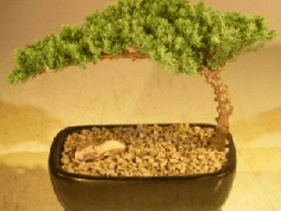 Juniper Bonsai Tree Complete Starter Kit