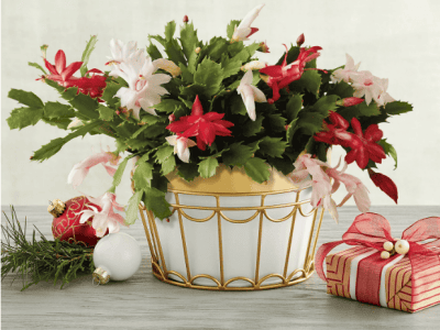 Christmas Cactus _ Harry & David