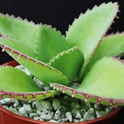 Kalanchoe daigremontiana mexican hat plan