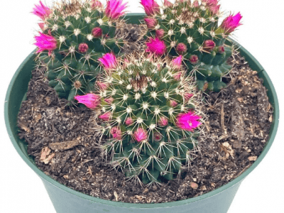 Old Lady Cactus, 6 inch, Mammillaria hahn