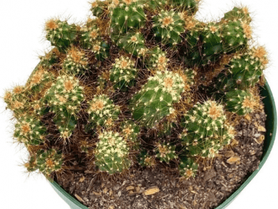 Peruvian Apple Cactus, Cereus repandus, i