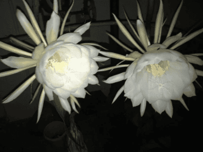 QUEEN OF THE NIGHT - NIGHT BLOOMING CEREU-Cactus