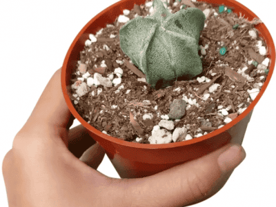 Rare Astrophytum Myriostigma Bishop's Cap