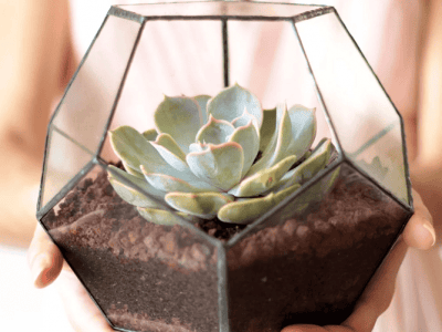 Stylish Geometric Shape Glass Flowerpot