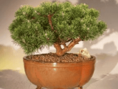 Mugo Pine Bonsai Tree Large (pinus mugo 'valley cu