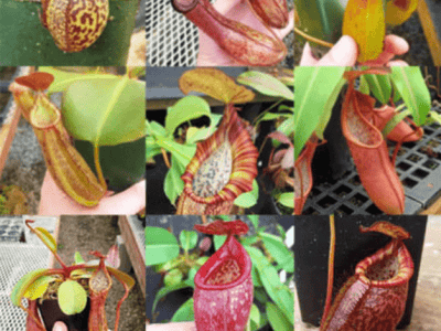 Nepenthes Grab-Bag